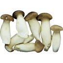 King Oyster Eringii Paddestoel