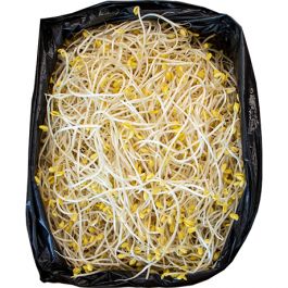 Soybean Sprouts