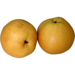 Koreanische Birne 8 STK