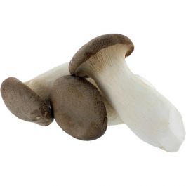 Eryngii King Oyster Paddenstoel