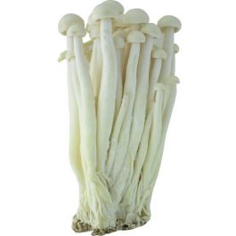 White Crab Mushroom
