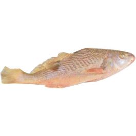 Yellow Croaker W/R 1000+
