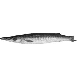 Barracuda WR IQF 1/2000