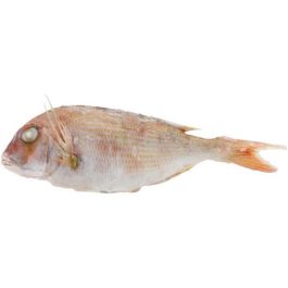 Zeebrasem WR IQF 2/400