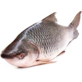 Lane Snapper W/R 600/1000