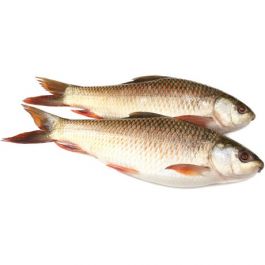 Kingfish W/R 400/1000