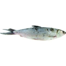 Darned de Kingfish 50/100