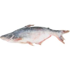 Panga W/C IQF 8/1200