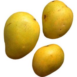 Mango Banganpalli
