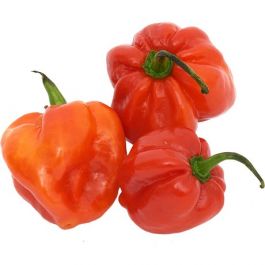 Habanero Red